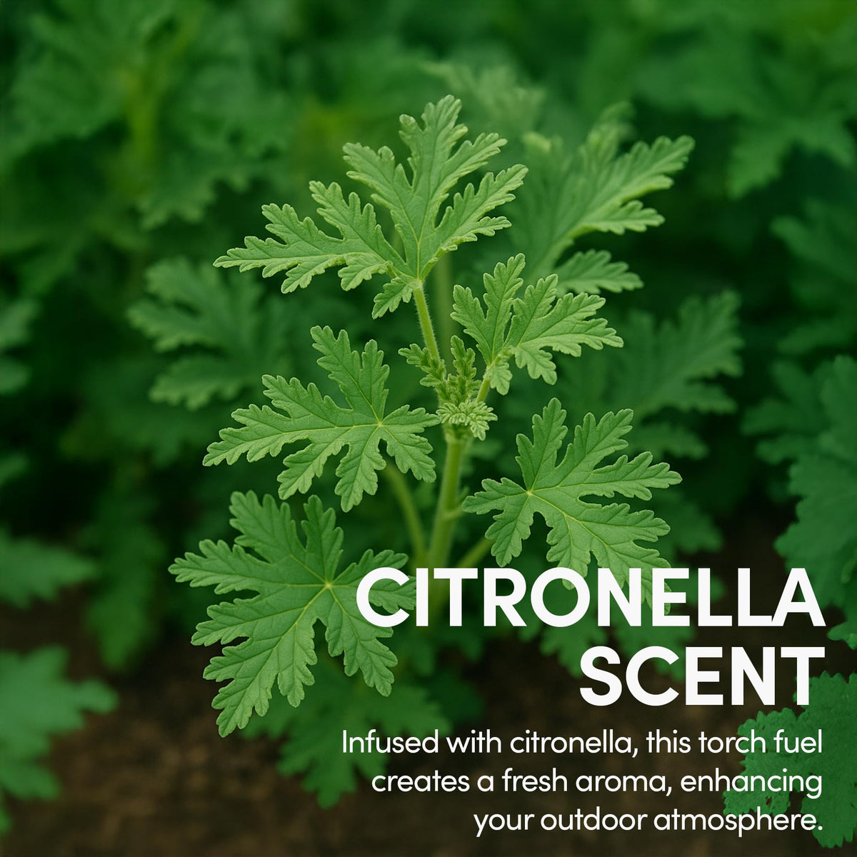 Citronella Torch Fuel 1 Gallon Pack of 2 V147